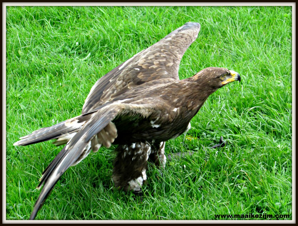 roofvogel2
