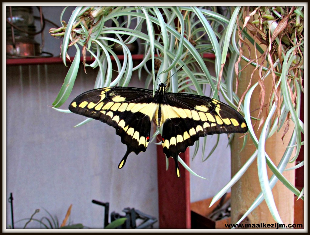 vlinder6